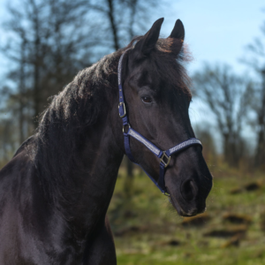 Nylongrimma Romana Navy Pony