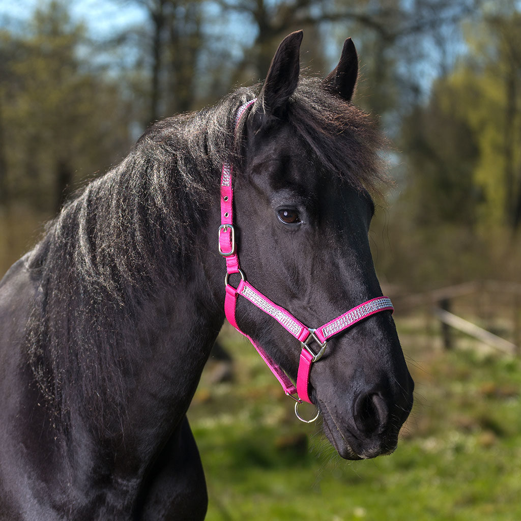 Grimma Romana Rosa Cob