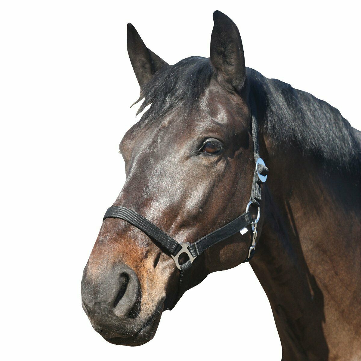 Grimma Nylon Svart Shetland - Bild 1